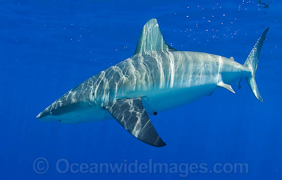 Galapagos Shark photo Galapagos Shark photo