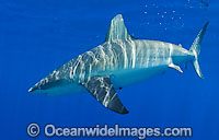 Galapagos Shark Photo - Chris & Monique Fallows