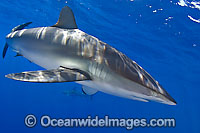 Silky Shark Photo - Chris & Monique Fallows