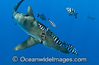 Silky Shark with plastic band on gills Photo - Chris & Monique Fallows