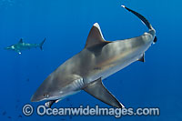 Silvertip Shark Photo - Chris & Monique Fallows