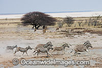 Lions hunting Zebra Photo - Chris & Monique Fallows