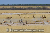 Lion hunting Gazelle Photo - Chris & Monique Fallows