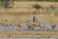 Lion hunting Gazelle Photo - Chris & Monique Fallows