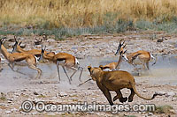 Lion hunting Gazelle Photo - Chris & Monique Fallows