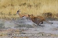 Lion hunting Gazelle Photo - Chris & Monique Fallows