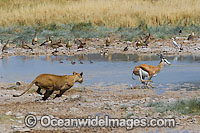 Lion hunting Gazelle Photo - Chris & Monique Fallows