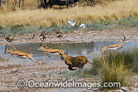Lion hunting Gazelle Photo - Chris & Monique Fallows