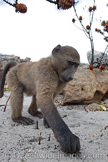 Chacma Baboon photo
