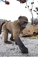 Chacma Baboon Photo - Chris and Monique Fallows