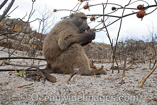 Chacma Baboon photo