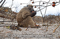 Chacma Baboon Photo - Chris and Monique Fallows