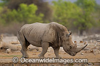 White Rhinoceros Ceratotherium simum simum Photo - Chris and Monique Fallows