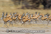 Thomson's Gazelle Photo - Chris & Monique Fallows