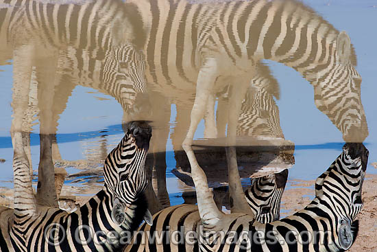 Plains Zebras drinking at waterhole photo