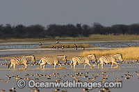 Plains Zebra herd Photo - Chris and Monique Fallows