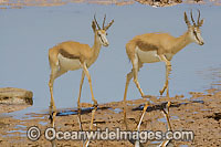 Thomson's Gazelle Photo - Chris & Monique Fallows