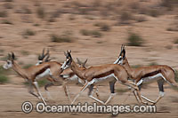 Thomson's Gazelle Photo - Chris & Monique Fallows