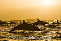Common Dolphins porpoising Photo - Chris and Monique Fallows