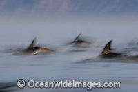 Short-beaked Common Dolphins Photo - Chris and Monique Fallows