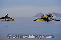 Common Dolphins jumping Photo - Chris and Monique Fallows
