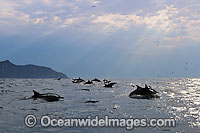 Short-beaked Common Dolphins Photo - Chris and Monique Fallows