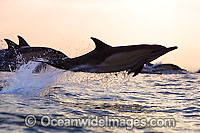 Short-beaked Common Dolphin Photo - Chris and Monique Fallows