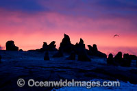 Cape Fur Seal colony at sunset Photo - Chris & Monique Fallows
