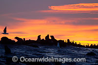 Cape Fur Seal colony Photo - Chris & Monique Fallows
