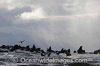 Cape Fur Seal colony Photo - Chris & Monique Fallows