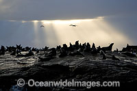 Cape Fur Seal colony Photo - Chris & Monique Fallows