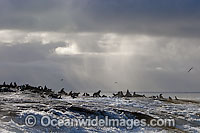 Cape Fur Seal colony Photo - Chris & Monique Fallows