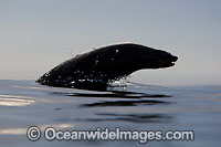 Cape Fur Seal leaping through surface Photo - Chris & Monique Fallows