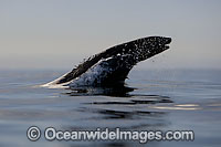 Cape Fur Seal leaping through surface Photo - Chris & Monique Fallows