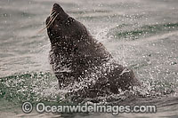 Cape Fur Seal Photo - Chris & Monique Fallows