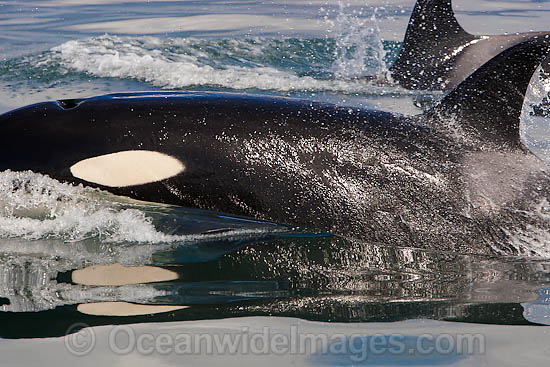 Orca photo Orca photo