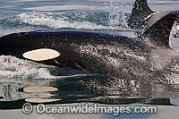 Orca Photo - Chris and Monique Fallows