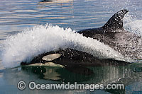 Killer Whale Photo - Chris and Monique Fallows