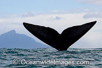 Southern Right Whales tail fluke Photo - Chris and Monique Fallows