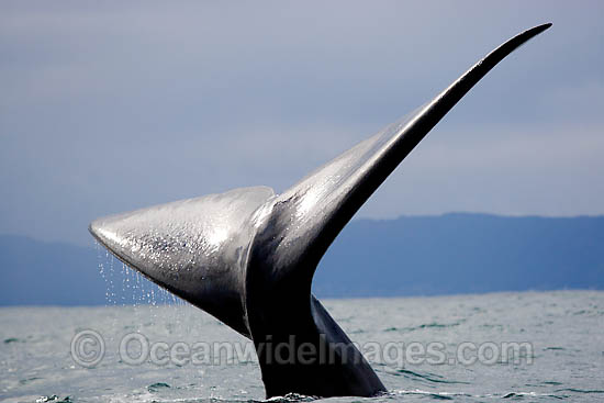 Southern Right Whales tail fluke photo Southern Right Whales tail fluke photo