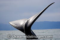 Southern Right Whales tail fluke Photo - Chris and Monique Fallows