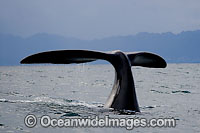 Southern Right Whales tail fluke Photo - Chris and Monique Fallows