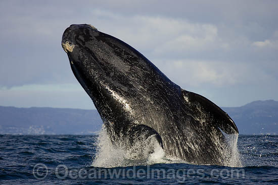 Southern Right Whales breaching photo Southern Right Whales breaching photo
