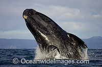 Southern Right Whales breaching Photo - Chris and Monique Fallows