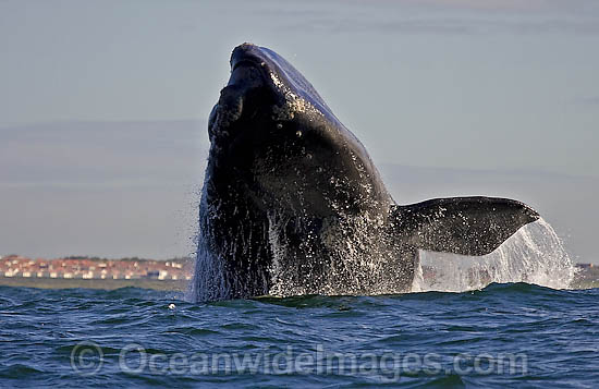 Southern Right Whales breaching photo Southern Right Whales breaching photo