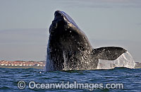 Southern Right Whales breaching Photo - Chris and Monique Fallows