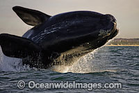 Southern Right Whales breaching Photo - Chris and Monique Fallows