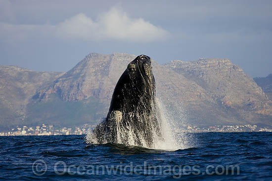 Southern Right Whales breaching photo