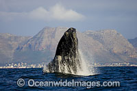 Southern Right Whales breaching Photo - Chris and Monique Fallows