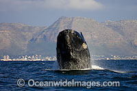 Southern Right Whales breaching Photo - Chris and Monique Fallows